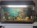 Aquarium met toebehoren zie beschrijving., Ophalen, Gebruikt, Gevuld zoetwateraquarium