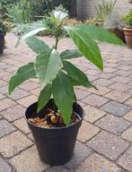 Avocado Plant, Huis en Inrichting, Kamerplanten, Ophalen, Overige soorten, Halfschaduw, Minder dan 100 cm