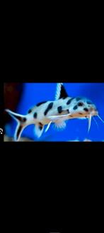 Synodontis pili white Zambia Tanganyika Cichliden, Dieren en Toebehoren, Vis