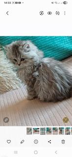 3 Prachtige Super lieve Britse langhaar kittens, Meerdere dieren, Ontwormd