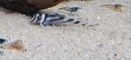 L-Nummers: L046 Hypancistrus zebra, Dieren en Toebehoren, Vis, Zoetwatervis
