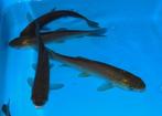 Graskarpers forse vissen 10/12cm  en 20/25cm graskarper, Dieren en Toebehoren, Vissen | Vijvervissen, Karper of Koi