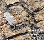 Armadillidium espanyoli 'Marbelized', Overige soorten