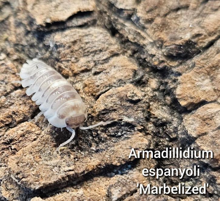 Armadillidium espanyoli 'Marbelized', Dieren en Toebehoren, Insecten en Spinnen, Overige soorten