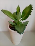 Kalanchoë diagremontiana ., Ophalen of Verzenden, Halfschaduw, Minder dan 100 cm