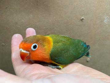 Jonge D groene wild kleur Agapornis fischeri dwergpapegaai beschikbaar voor biedingen