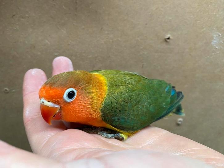 Jonge D groene wild kleur Agapornis fischeri dwergpapegaai, Dieren en Toebehoren, Vogels | Parkieten en Papegaaien, Dwergpapegaai of Agapornis