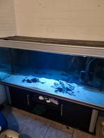 Aquarium 400 liter met cichliden, Ophalen, Gevuld zoetwateraquarium