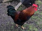 Bonte haan te koop, Dieren en Toebehoren, Mannelijk, Kip