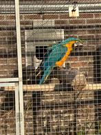 Blauwgele ara, Vrouwelijk, Papegaai, Geringd