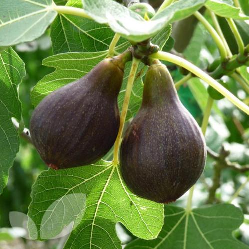 Vijg 'Brown Turkey' - ecologisch - 35 tot 80 cm - winterhard, Tuin en Terras, Planten | Tuinplanten, Vaste plant, Fruitplanten