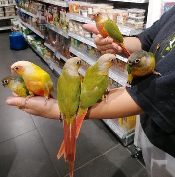 Pyrrhuras super super lief en echt super tam met dna.  beschikbaar voor biedingen