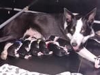 Border Collie Pups ISDS, Particulier, Meerdere, 8 tot 15 weken, Meerdere dieren