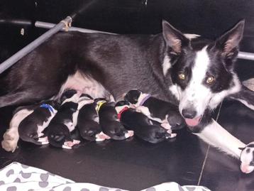 Border Collie Pups ISDS