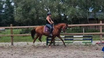 SUPER LEUKE PONY VOOR DE RECREATIE!!! beschikbaar voor biedingen