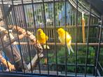 2 kanaries en kooi, Dieren en Toebehoren, Vogels | Kanaries, Meerdere dieren, Kleurkanarie