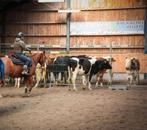 Super brave Quarter Ruin te koop, Dieren en Toebehoren, Paarden, Minder dan 160 cm, Ruin, Westernpaard, Ontwormd