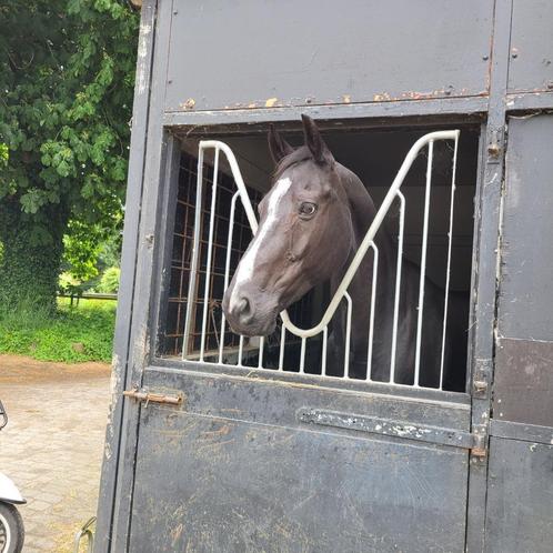 Leaser/bijrijder m/v gezocht, Dieren en Toebehoren, Paarden en Pony's | Verzorgingsproducten, Ophalen
