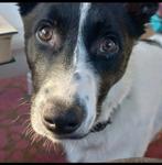 Lieve jonge hond Moos (in Eindhoven), Rabiës (hondsdolheid), 1 tot 2 jaar, Buitenland, Eén hond