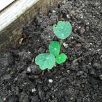 oostindische kers plantjes, Volle zon, Groenteplanten, Eenjarig, Ophalen of Verzenden