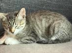 Kittens te koop, Dieren en Toebehoren, Katten en Kittens | Overige Katten, Meerdere dieren, Kortharig, 0 tot 2 jaar