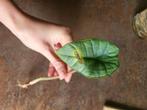 Alocasia Platinum stekje #1, Overige soorten, Minder dan 100 cm, Groene kamerplant, Halfschaduw