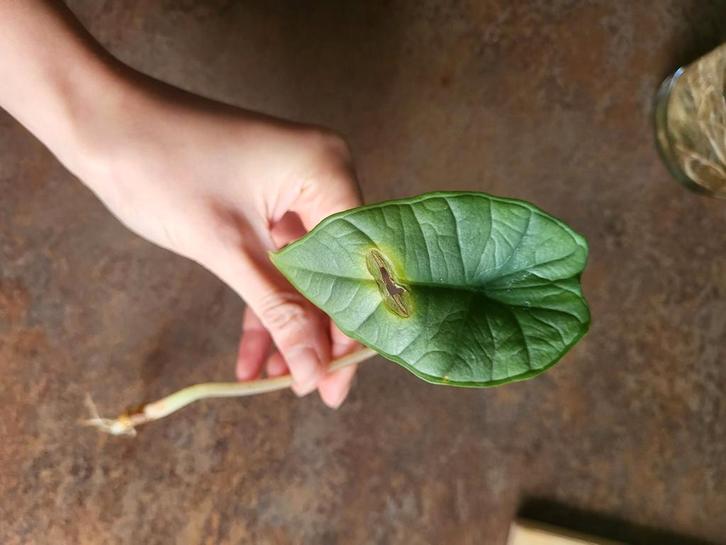 Alocasia Platinum stekje #1, Huis en Inrichting, Kamerplanten, Overige soorten, Minder dan 100 cm, Groene kamerplant, Halfschaduw