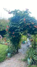 Amerikaanse trompet, Ophalen, Zomer, Overige soorten, Volle zon