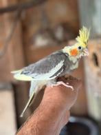 Super schattige jonge valkparkietjes., Dieren en Toebehoren, Vogels | Parkieten en Papegaaien, Geslacht onbekend, Parkiet