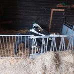 Gezocht kruising nuchtere angus kalveren