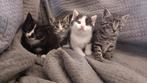 Leuke kittens te koop
