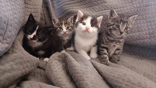Leuke kittens te koop, Dieren en Toebehoren, Katten en Kittens | Overige Katten