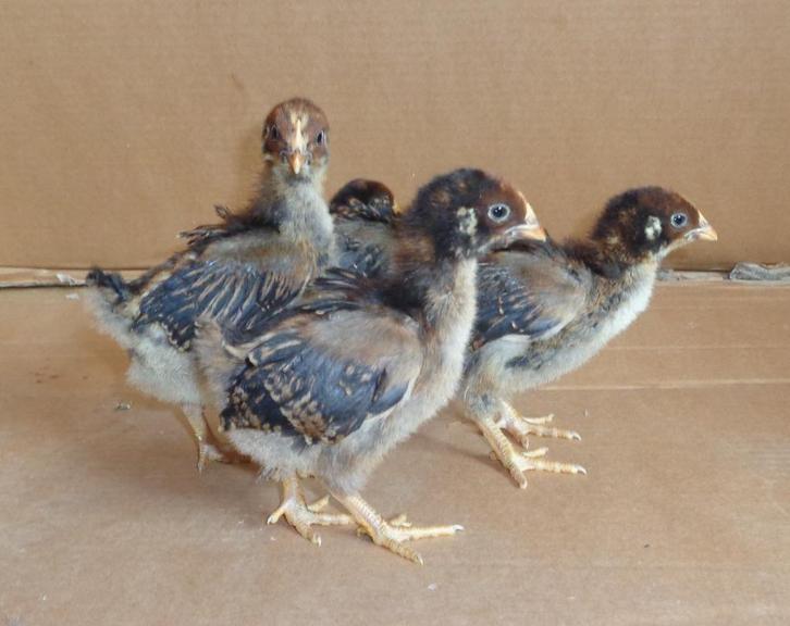 kuikens barnevelder dubbelgezoomd groot hennen, Dieren en Toebehoren, Pluimvee, Kip, Vrouwelijk