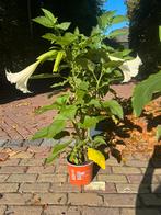 Brugmansia witte bloemen, Ophalen, Overige soorten, Volle zon