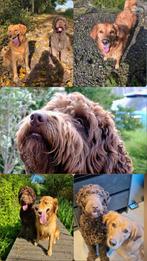 Herplaatsen Golden Retriever en Labradoodle, Dieren en Toebehoren, Rabiës (hondsdolheid), Overige rassen, 1 tot 2 jaar, Meerdere