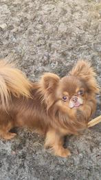 Chihuahua reutje chocotan, Dieren en Toebehoren, Honden | Chihuahua's en Gezelschapshonden, 6 jaar of ouder, Reu, Eén hond, Chihuahua
