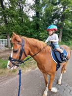 Lieve, Allround sportpony (dressuur, springen, mennen, cros), Dieren en Toebehoren, Pony's, Met stamboom, Ruin, Dressuurpony, M