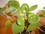 2 pilea peperomioidis sugar opstam!, Overige soorten, In pot, Minder dan 100 cm, Groene kamerplant