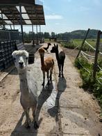 Alpaca hengstjes, Dieren en Toebehoren, Overige Dieren, Meerdere dieren, Voor 1 juli 2024
