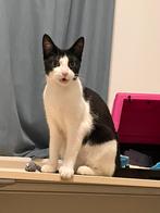 Poes ongeveer 1jaar., Dieren en Toebehoren, Katten en Kittens | Overige Katten, Poes