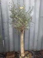 Olijfbomen actie !!!, Volle zon, Ophalen of Verzenden, 100 tot 250 cm, Olijfboom