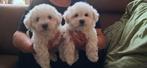 maltipoo pups te koop, Dieren en Toebehoren, Honden | Chihuahua's en Gezelschapshonden, Overige rassen, 8 tot 15 weken, CDV (hondenziekte)