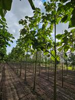 Paulownia tomentosa te koop!, Ophalen of Verzenden, Volle zon, Overige soorten