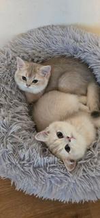 Schattige Britse Korthaar kittens op zoek naar een gezin, Dieren en Toebehoren, Katten en Kittens | Raskatten | Korthaar, Meerdere dieren