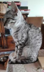 kittens, Dieren en Toebehoren, Katten en Kittens | Raskatten | Korthaar, Meerdere dieren, Ontwormd, 0 tot 2 jaar