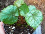 Begonia limprichtii China zeldzaam harig rode stekels mooi!, Ophalen of Verzenden, Overige soorten, Minder dan 100 cm