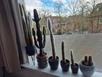 Diverse collectie cactussen, Ophalen