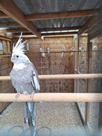 Jongen valkparkiet, Dieren en Toebehoren, Vogels | Parkieten en Papegaaien, Geslacht onbekend, Parkiet, Geringd