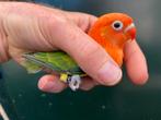 Jonge opaline EUWING Agapornis fischeri 431, Geslacht onbekend, Dwergpapegaai of Agapornis, Geringd