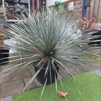 Super mooie grote gezonde mediterane Yucca Rostrata, Tuin en Terras, Planten | Tuinplanten, Ophalen, Overige soorten, Volle zon